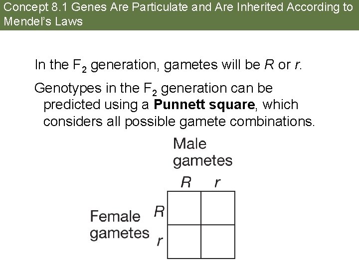 Concept 8. 1 Genes Are Particulate and Are Inherited According to Mendel’s Laws In