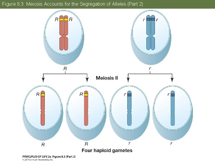 Figure 8. 3 Meiosis Accounts for the Segregation of Alleles (Part 2) 