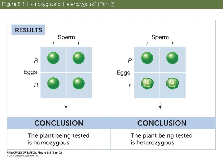 Figure 8. 4 Homozygous or Heterozygous? (Part 2) 