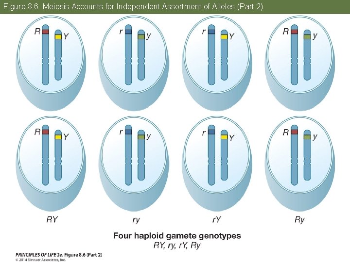 Figure 8. 6 Meiosis Accounts for Independent Assortment of Alleles (Part 2) 