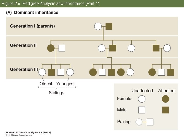 Figure 8. 8 Pedigree Analysis and Inheritance (Part 1) 