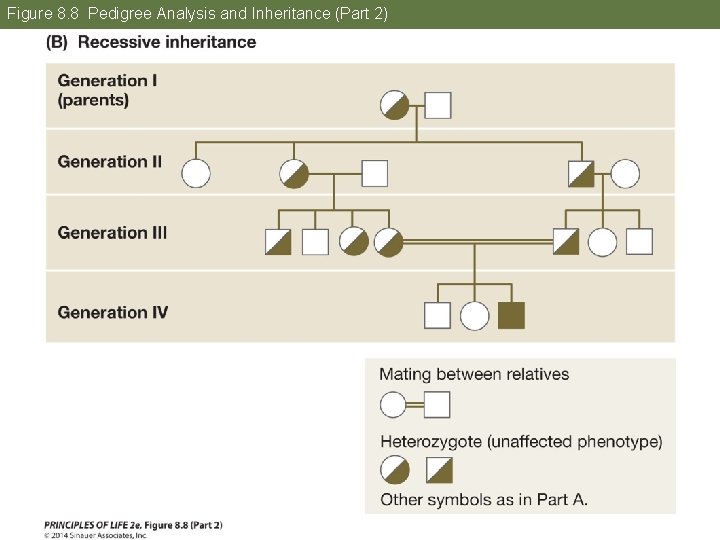 Figure 8. 8 Pedigree Analysis and Inheritance (Part 2) 