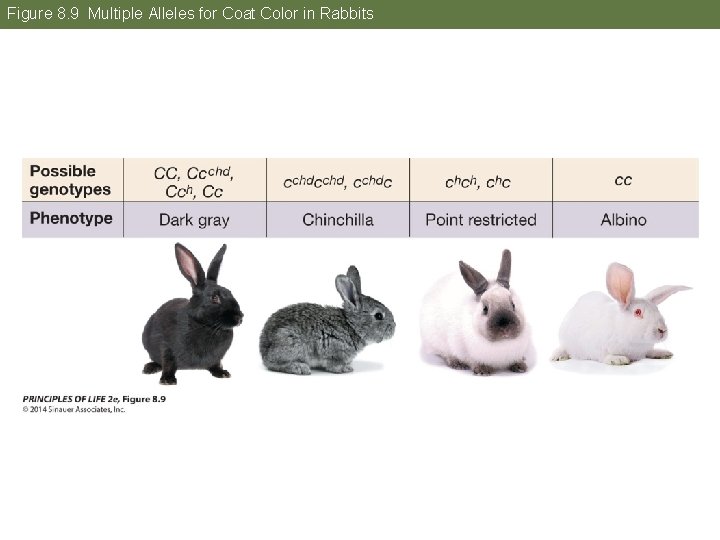 Figure 8. 9 Multiple Alleles for Coat Color in Rabbits 