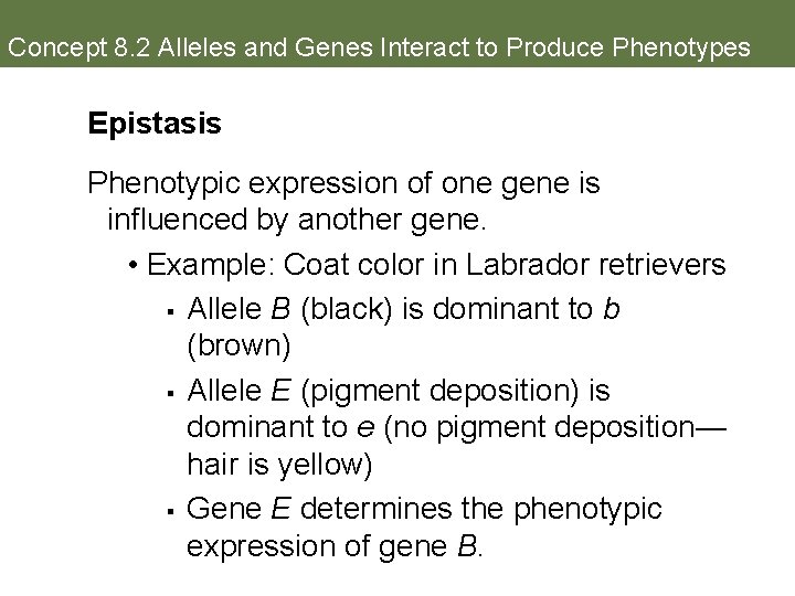 Concept 8. 2 Alleles and Genes Interact to Produce Phenotypes Epistasis Phenotypic expression of