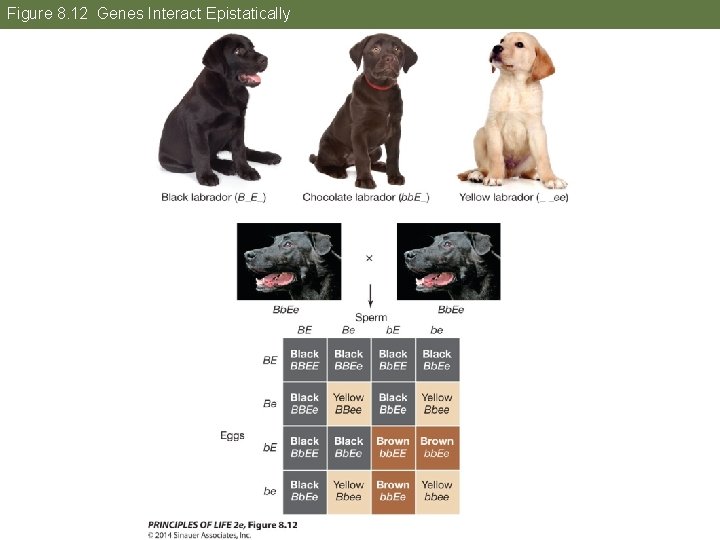 Figure 8. 12 Genes Interact Epistatically 