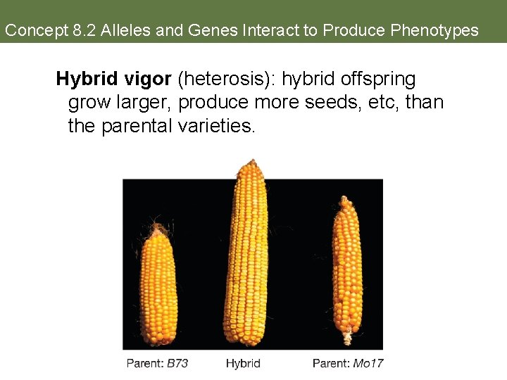 Concept 8. 2 Alleles and Genes Interact to Produce Phenotypes Hybrid vigor (heterosis): hybrid