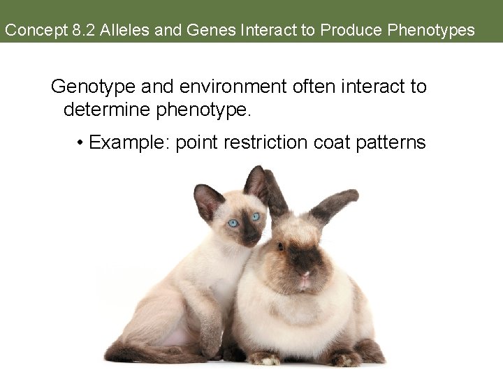 Concept 8. 2 Alleles and Genes Interact to Produce Phenotypes Genotype and environment often