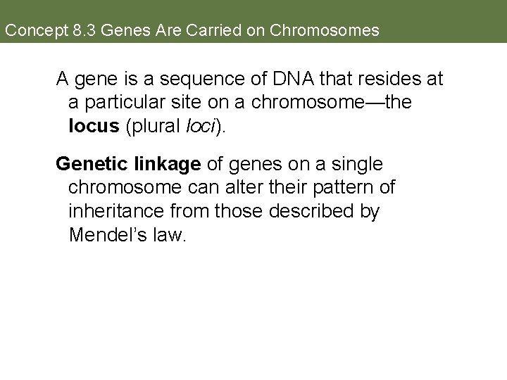 Concept 8. 3 Genes Are Carried on Chromosomes A gene is a sequence of