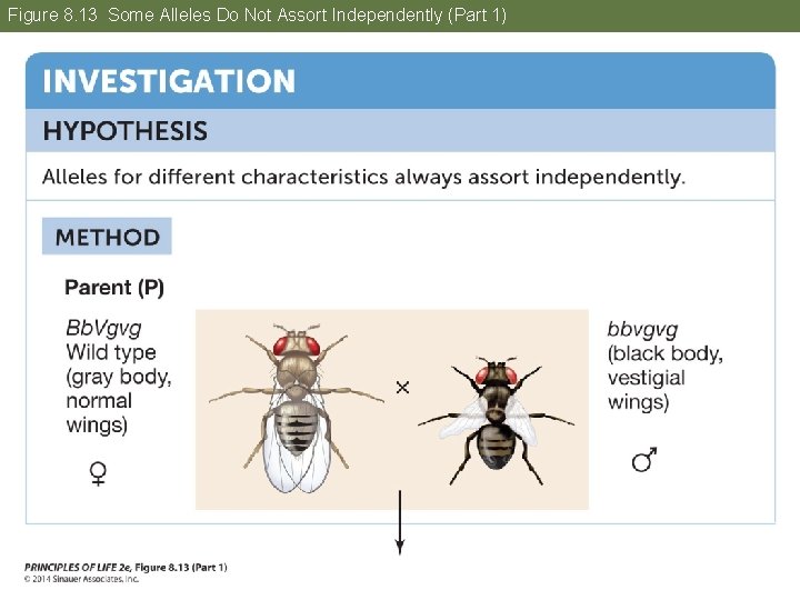 Figure 8. 13 Some Alleles Do Not Assort Independently (Part 1) 