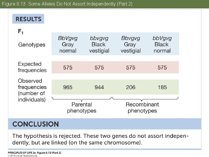 Figure 8. 13 Some Alleles Do Not Assort Independently (Part 2) 