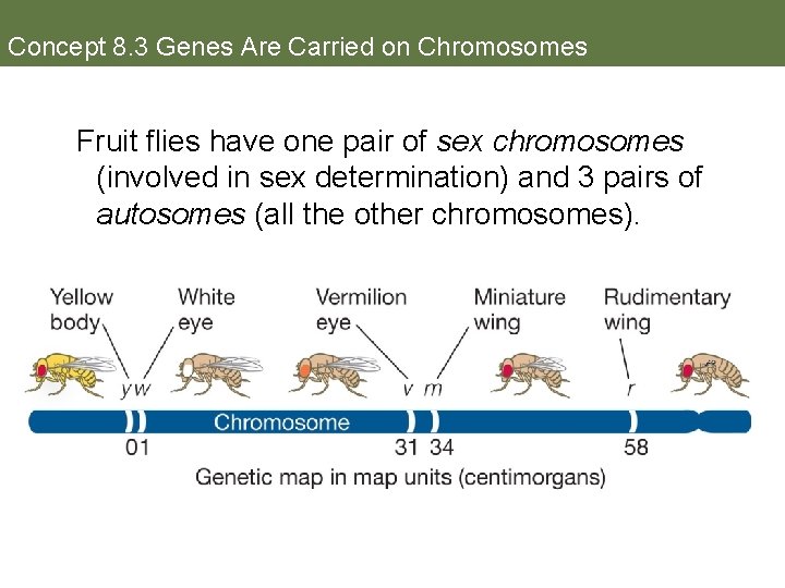 Concept 8. 3 Genes Are Carried on Chromosomes Fruit flies have one pair of