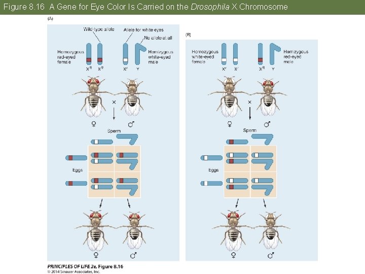 Figure 8. 16 A Gene for Eye Color Is Carried on the Drosophila X