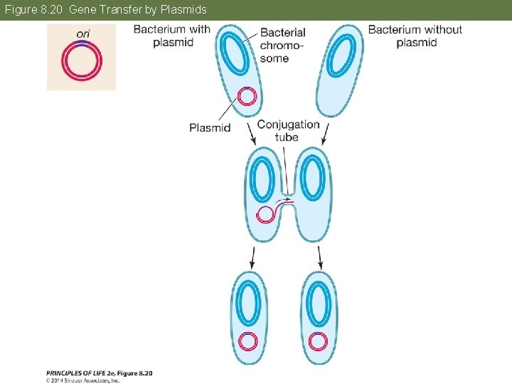 Figure 8. 20 Gene Transfer by Plasmids 