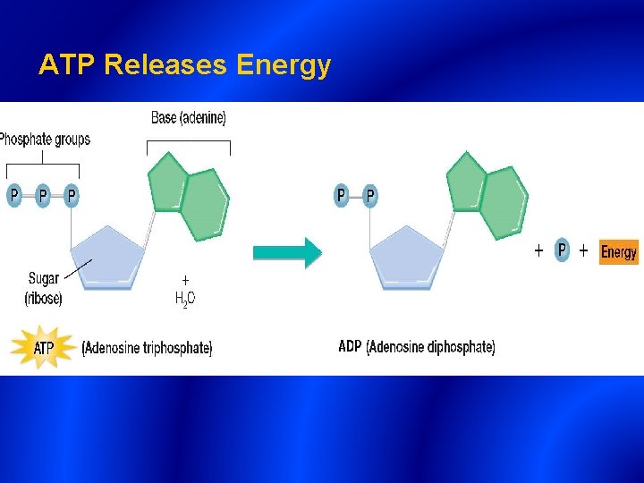 ATP Releases Energy ATP Releases Energy