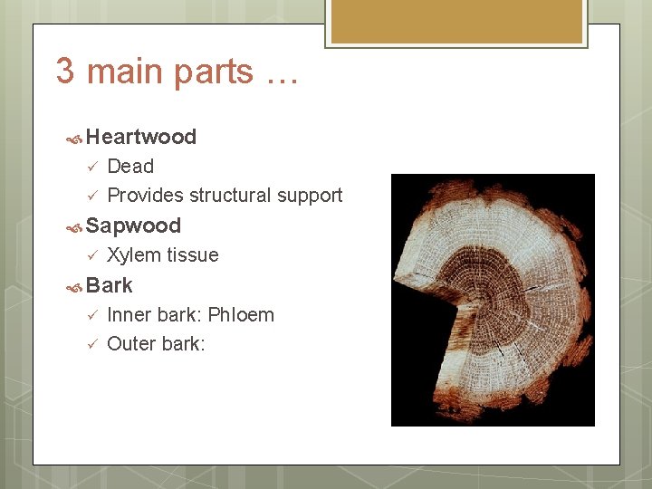 3 main parts … Heartwood ü ü Dead Provides structural support Sapwood ü Xylem 3 main parts … Heartwood ü ü Dead Provides structural support Sapwood ü Xylem