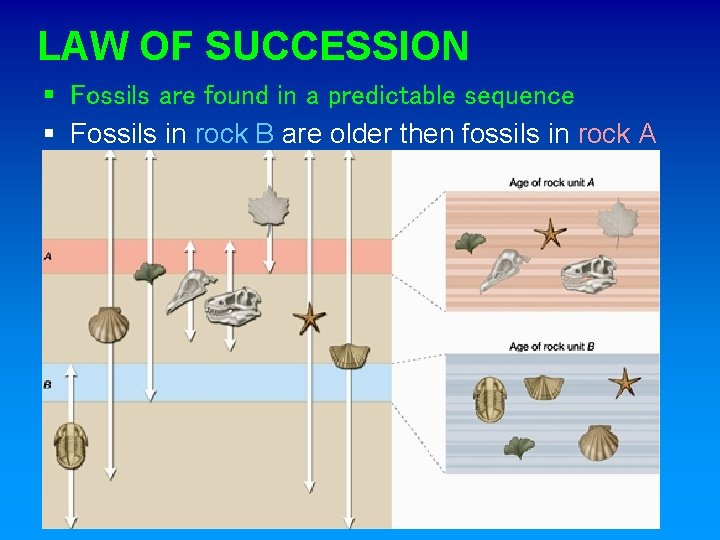 LAW OF SUCCESSION § Fossils are found in a predictable sequence § Fossils in