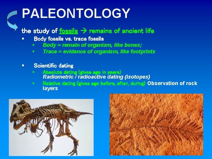 PALEONTOLOGY the study of fossils remains of ancient life § Body fossils vs. trace