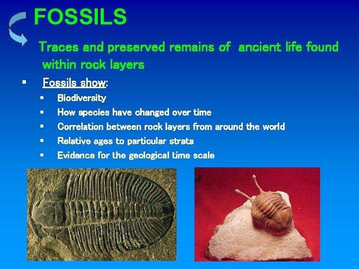 FOSSILS Traces and preserved remains of ancient life found within rock layers § Fossils