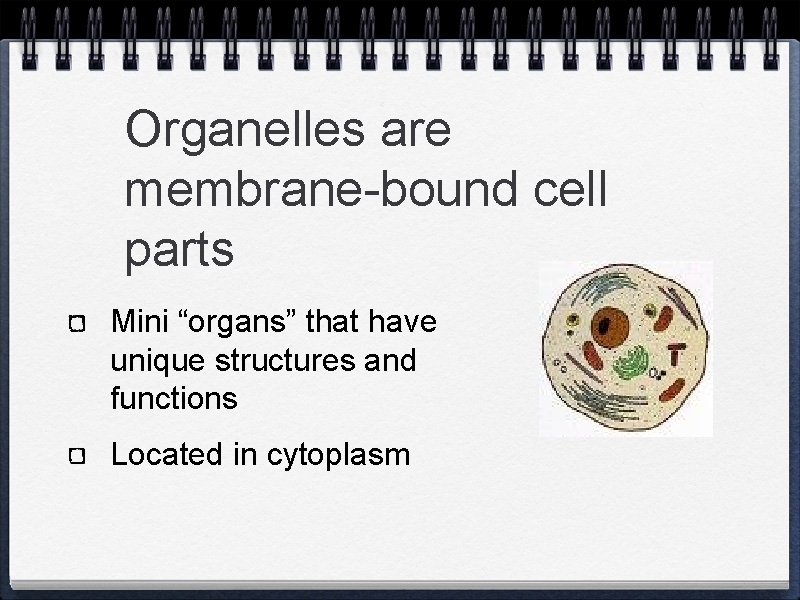 Organelles are membrane-bound cell parts Mini “organs” that have unique structures and functions Located