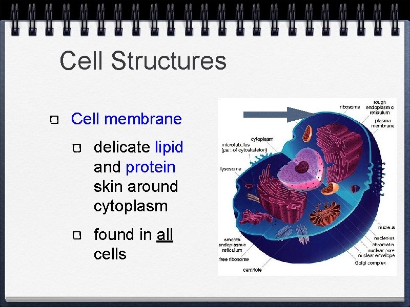 Cell Structures Cell membrane delicate lipid and protein skin around cytoplasm found in all