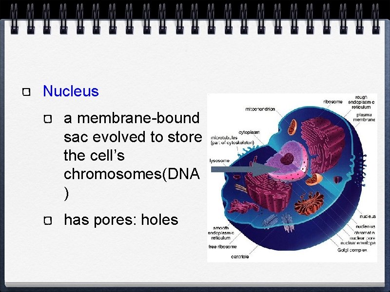 Nucleus a membrane-bound sac evolved to store the cell’s chromosomes(DNA ) has pores: holes