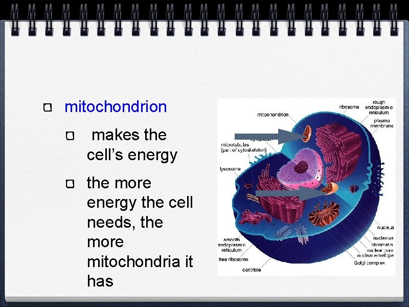 mitochondrion makes the cell’s energy the more energy the cell needs, the more mitochondria