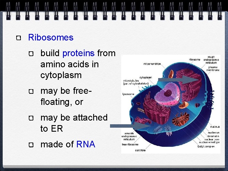 Ribosomes build proteins from amino acids in cytoplasm may be freefloating, or may be