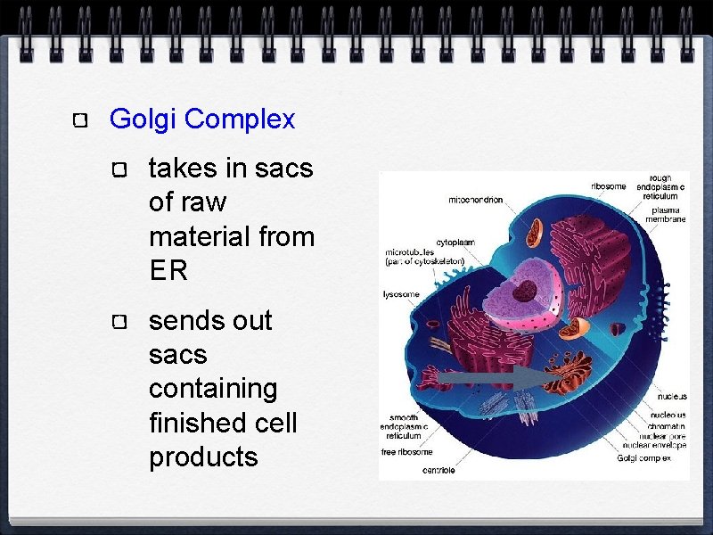 Golgi Complex takes in sacs of raw material from ER sends out sacs containing