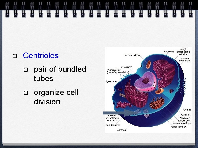 Centrioles pair of bundled tubes organize cell division 