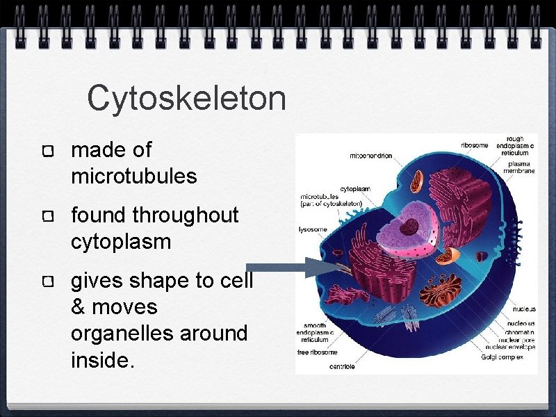 Cytoskeleton made of microtubules found throughout cytoplasm gives shape to cell & moves organelles