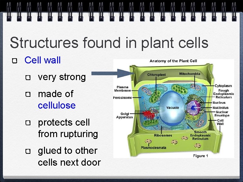 Structures found in plant cells Cell wall very strong made of cellulose protects cell