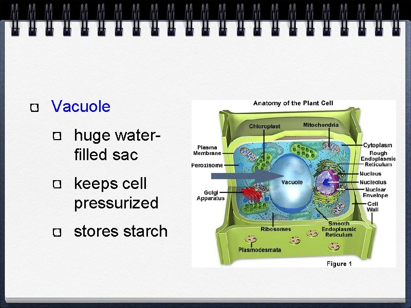 Vacuole huge waterfilled sac keeps cell pressurized stores starch 
