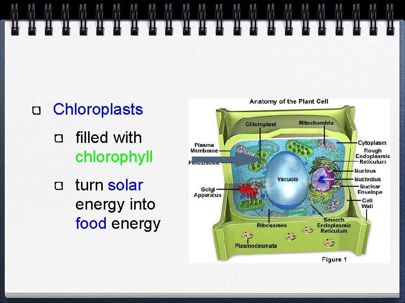 Chloroplasts filled with chlorophyll turn solar energy into food energy 