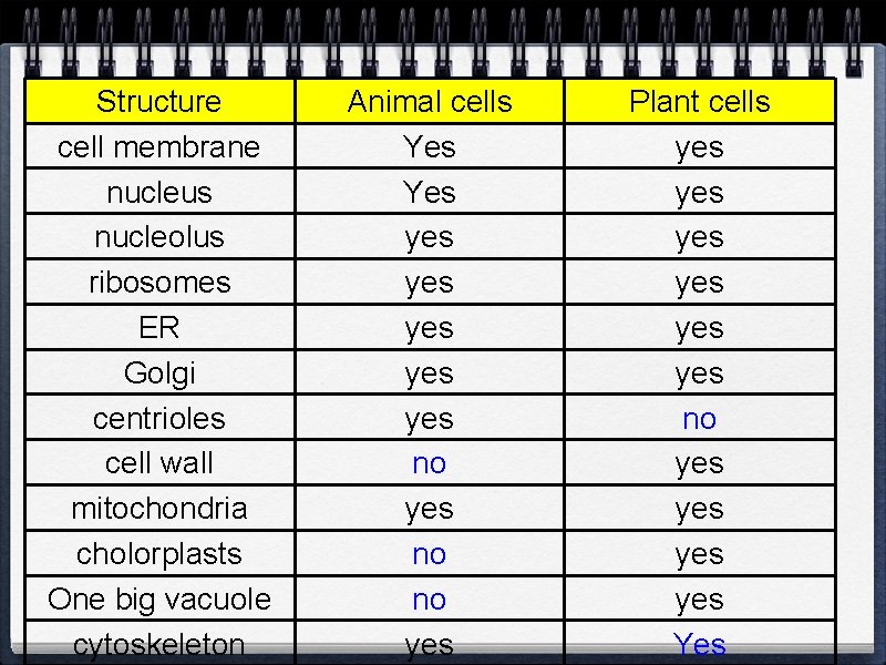 Structure cell membrane nucleus nucleolus ribosomes ER Golgi centrioles cell wall mitochondria cholorplasts One