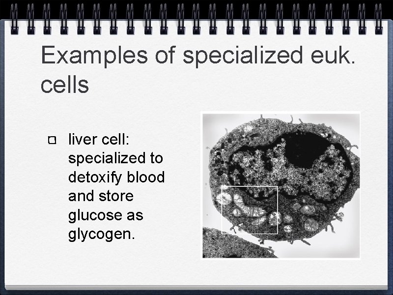 Examples of specialized euk. cells liver cell: specialized to detoxify blood and store glucose