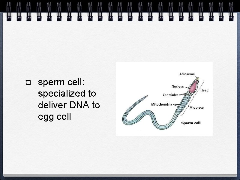 sperm cell: specialized to deliver DNA to egg cell 