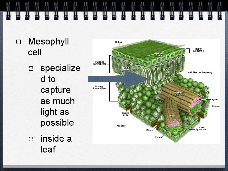 Mesophyll cell specialize d to capture as much light as possible inside a leaf