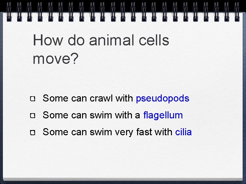 How do animal cells move? Some can crawl with pseudopods Some can swim with