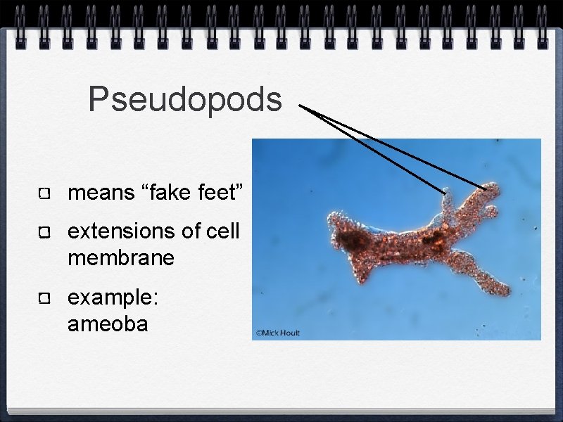 Pseudopods means “fake feet” extensions of cell membrane example: ameoba 