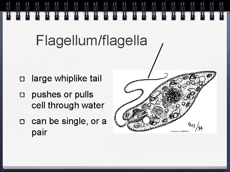 Flagellum/flagella large whiplike tail pushes or pulls cell through water can be single, or