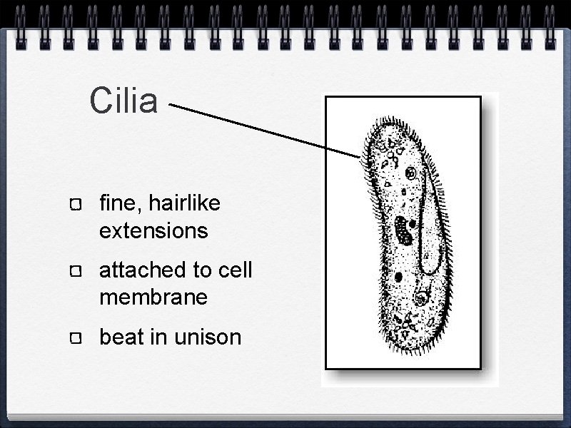 Cilia fine, hairlike extensions attached to cell membrane beat in unison 
