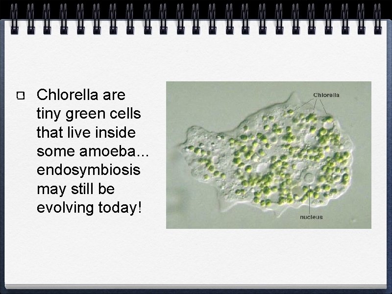 Chlorella are tiny green cells that live inside some amoeba. . . endosymbiosis may