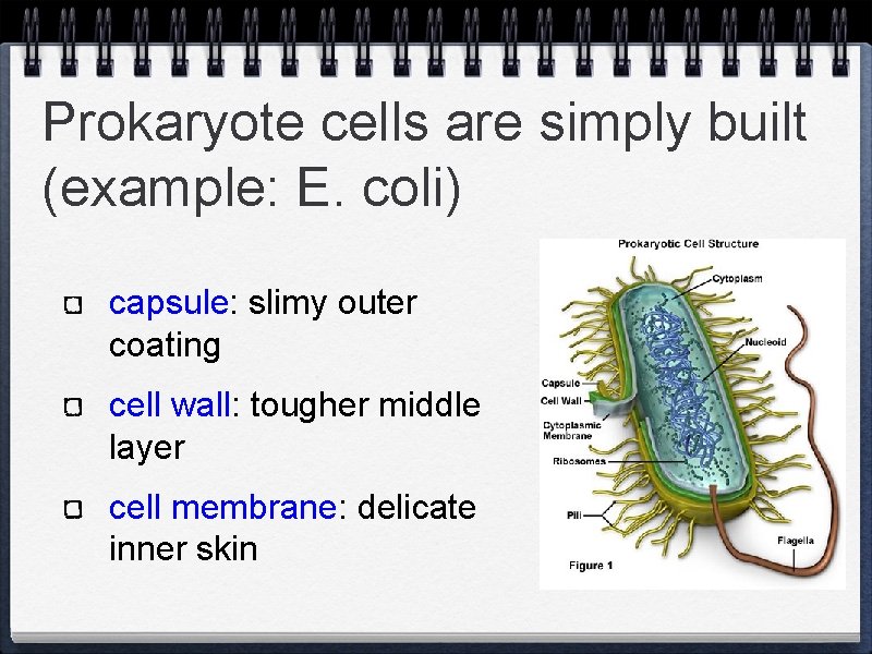 Prokaryote cells are simply built (example: E. coli) capsule: slimy outer coating cell wall: