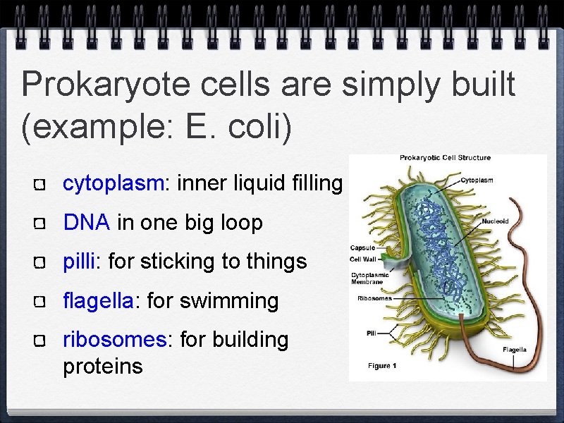 Prokaryote cells are simply built (example: E. coli) cytoplasm: inner liquid filling DNA in