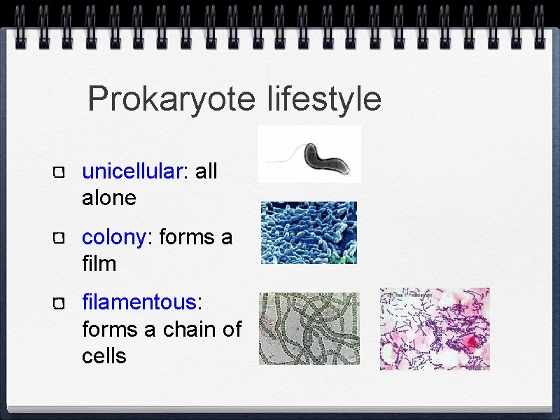 Prokaryote lifestyle unicellular: all alone colony: forms a film filamentous: forms a chain of