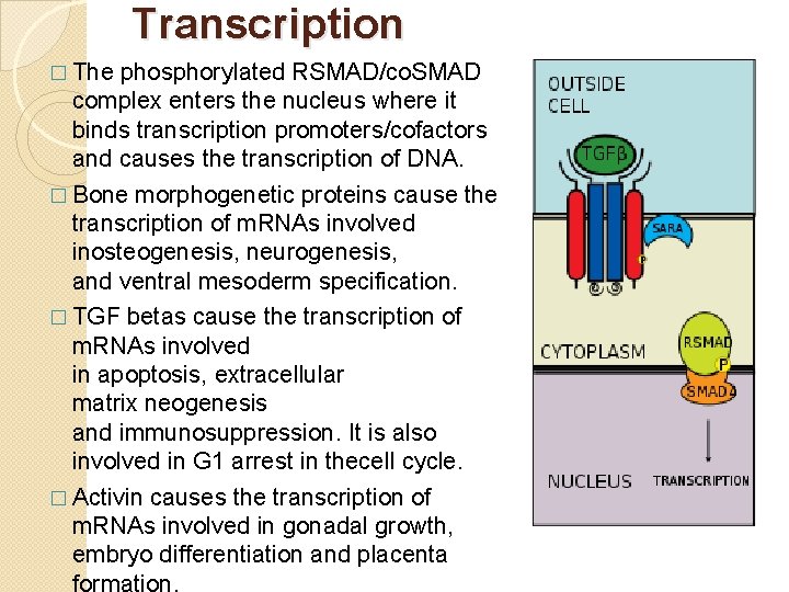 Transcription � The phosphorylated RSMAD/co. SMAD complex enters the nucleus where it binds transcription