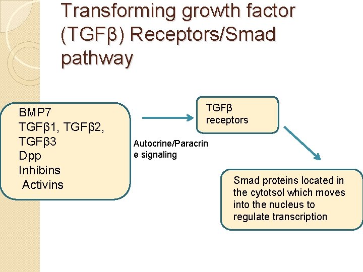 Transforming growth factor (TGFβ) Receptors/Smad pathway BMP 7 TGFβ 1, TGFβ 2, TGFβ 3