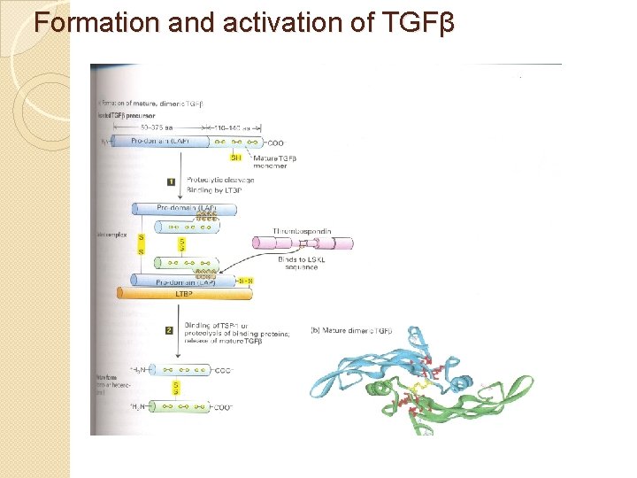 Formation and activation of TGFβ 