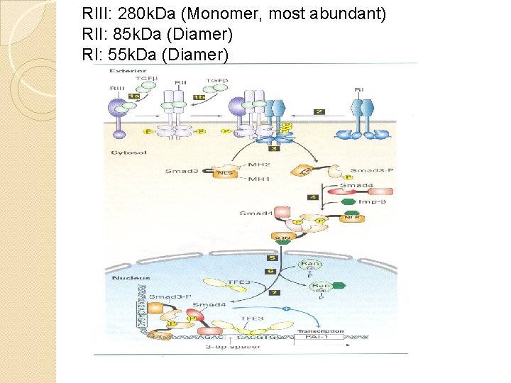 RIII: 280 k. Da (Monomer, most abundant) RII: 85 k. Da (Diamer) RI: 55