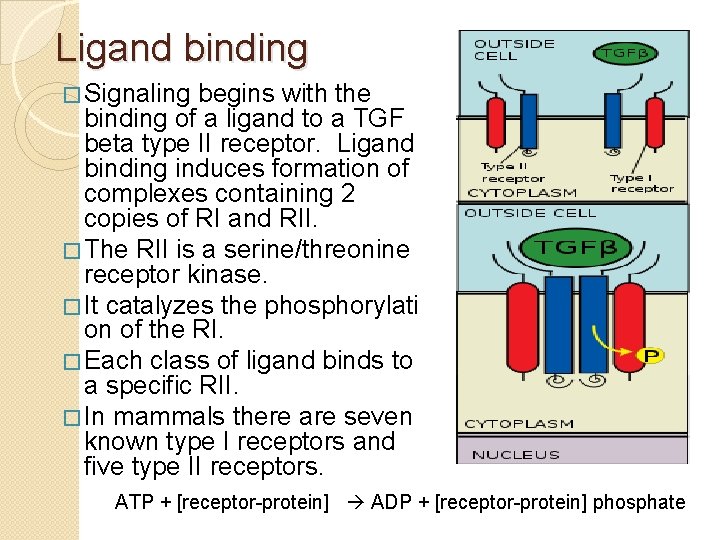 Ligand binding � Signaling begins with the binding of a ligand to a TGF